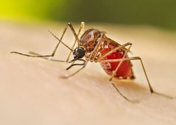¡Contra el dengue! Salud Municipal mantienen acciones para combatir al mosquito transmisor