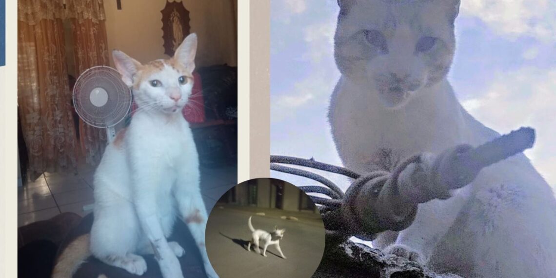 Dos gatos son atacados por un pitbull en el Fuerte: Piden apoyo a la fiscalía – NR | NOTICIAS