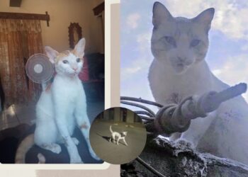 Dos gatos son atacados por un pitbull en el Fuerte: Piden apoyo a la fiscalía – NR | NOTICIAS