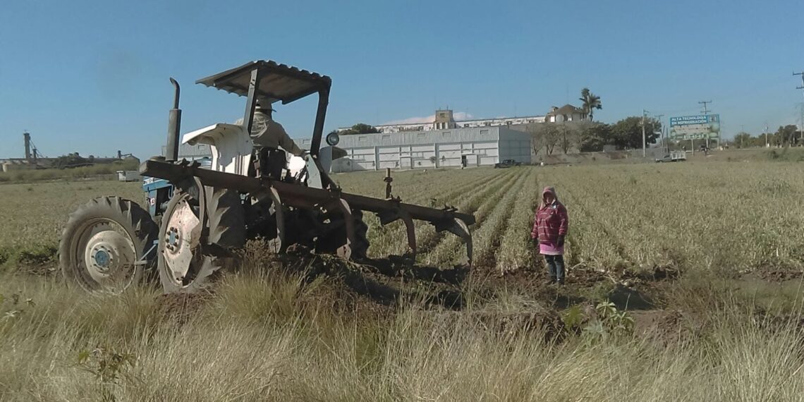 “Mano de obra óptima en el agro del norte de Sinaloa”: AARFS – NR | NOTICIAS
