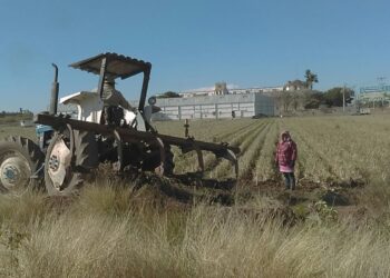 “Mano de obra óptima en el agro del norte de Sinaloa”: AARFS – NR | NOTICIAS