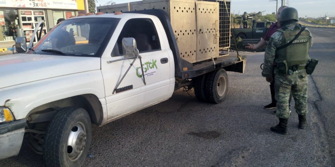 Rescatan a dos tigres blancos en medio de operativo militar en Culiacán