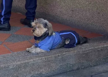 Perrito conquista las redes al usar tierno uniforme para ir a trabajar con su dueño