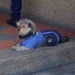 Perrito conquista las redes al usar tierno uniforme para ir a trabajar con su dueño