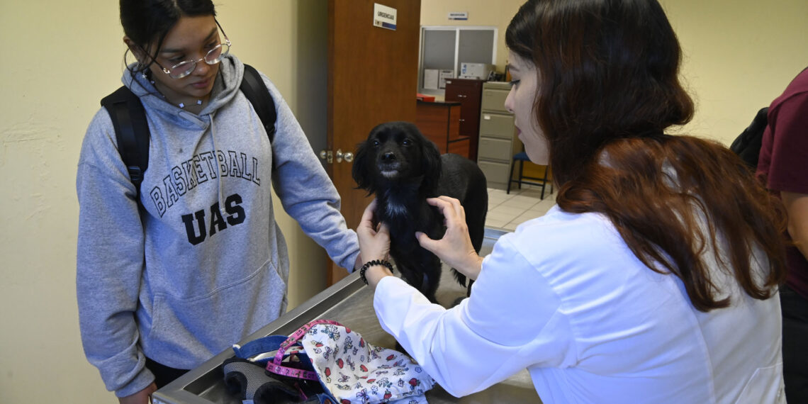 La pirotecnia tiene efectos muy negativos en las pequeñas especies, tanto físicos y psicológicos, por lo que es necesario evitarla y tomar medidas