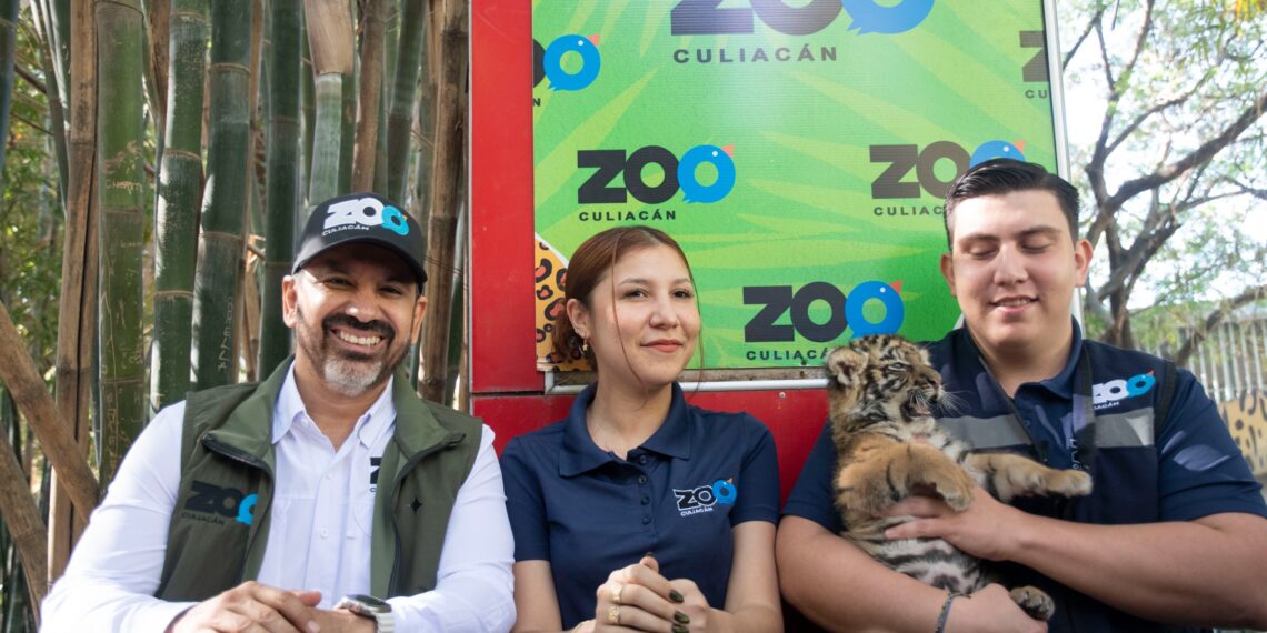 Zoológico de Culiacán celebra nacimiento de nuevo integrante: tigre de bengala