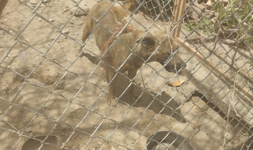 Denuncian maltrato animal en Mochicahui, El Fuerte – NR | NOTICIAS