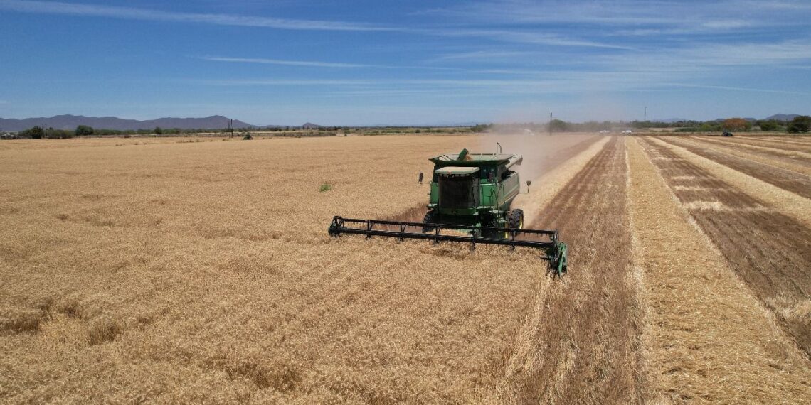 Agricultores continúan sin el pago de apoyos pendientes de maíz y trigo del ciclo otoño-invierno 2023-2024: César Galaviz