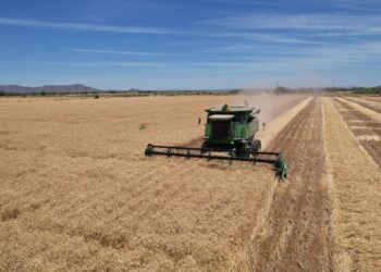 Agricultores continúan sin el pago de apoyos pendientes de maíz y trigo del ciclo otoño-invierno 2023-2024: César Galaviz
