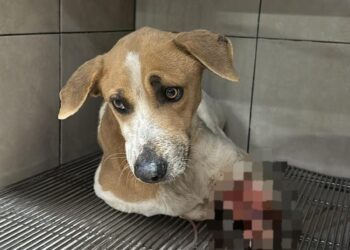 Amputan pata de perrito por maltrato animal en Los Mochis – NR | NOTICIAS