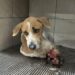 Amputan pata de perrito por maltrato animal en Los Mochis – NR | NOTICIAS
