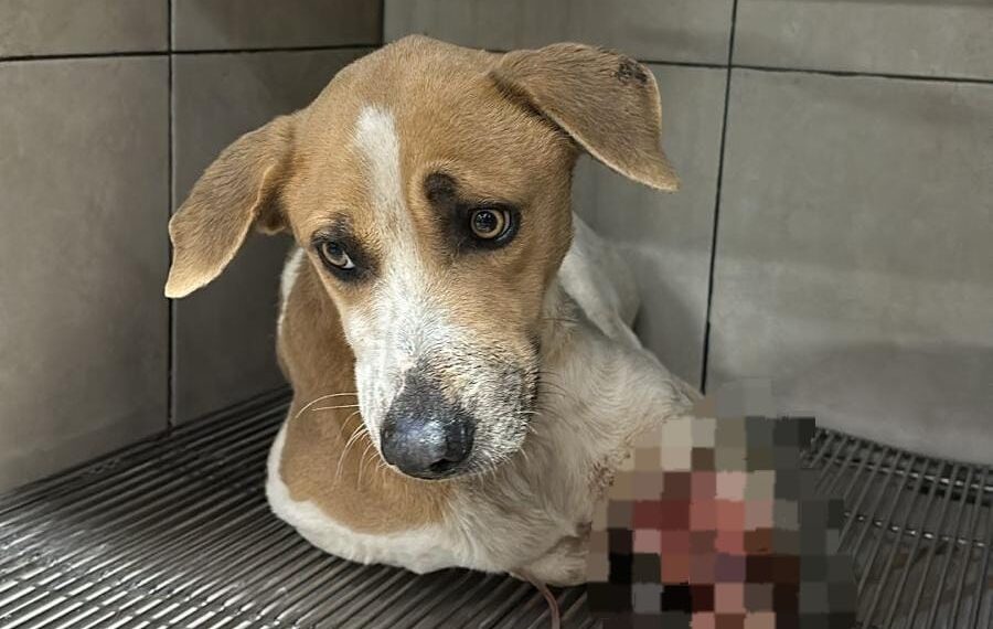 Amputan pata de perrito por maltrato animal en Los Mochis – NR | NOTICIAS