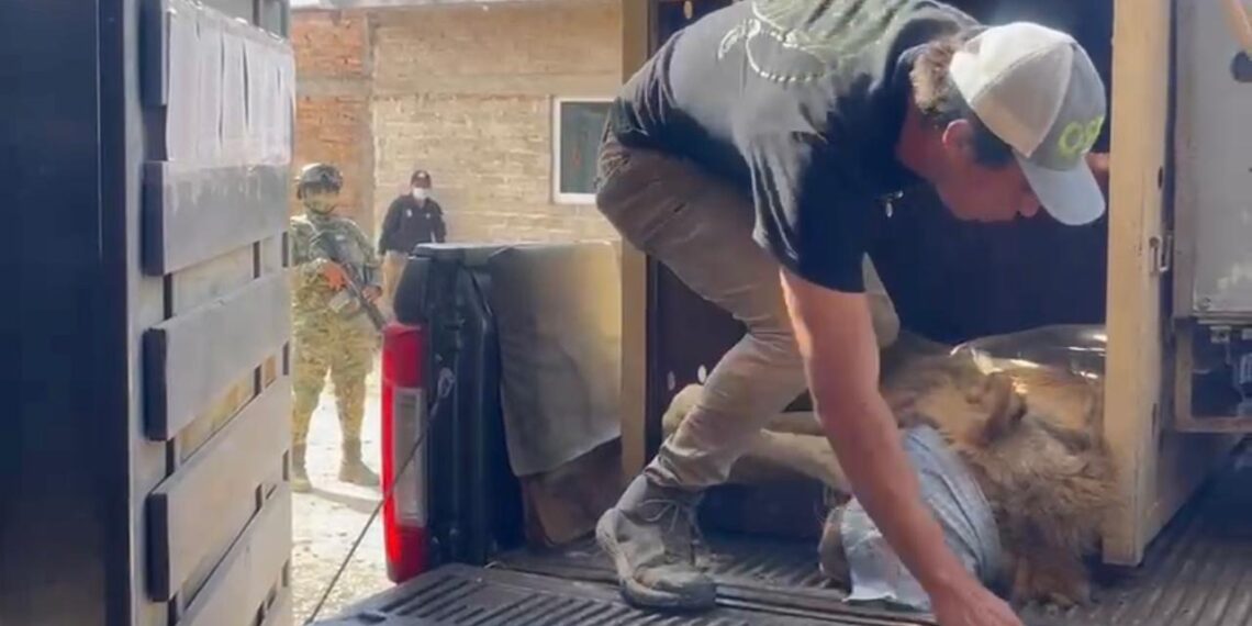 Rescatan a otro león en Sinaloa; suman 11 felinos rescatados en medio de la violencia
