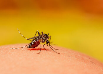 Está la probabilidad de un nuevo serotipo de dengue en el estado: Secretaría de Salud de Sinaloa
