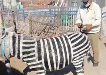 Zoológico chino provoca indignación al hacer pasar a burritos pintados como cebras