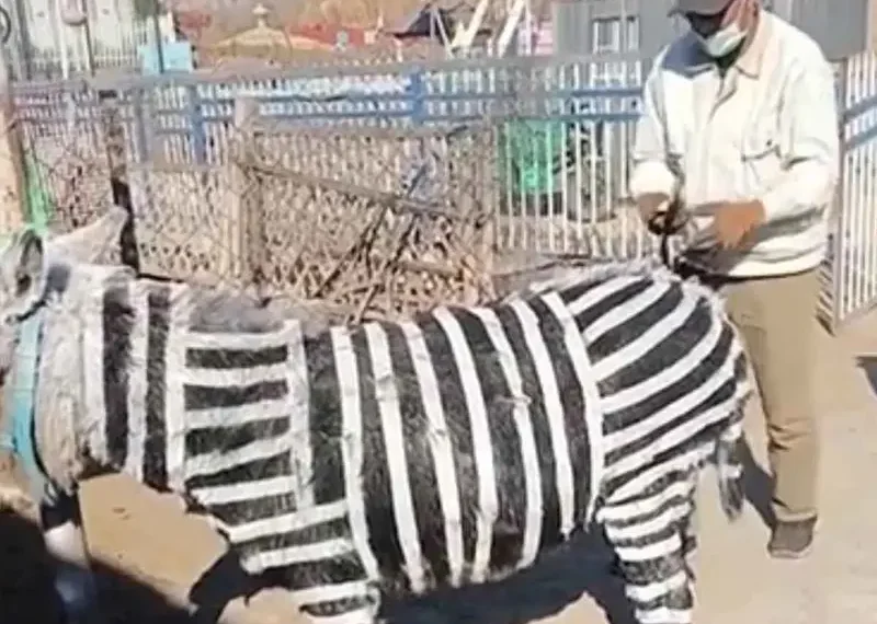 Zoológico chino provoca indignación al hacer pasar a burritos pintados como cebras