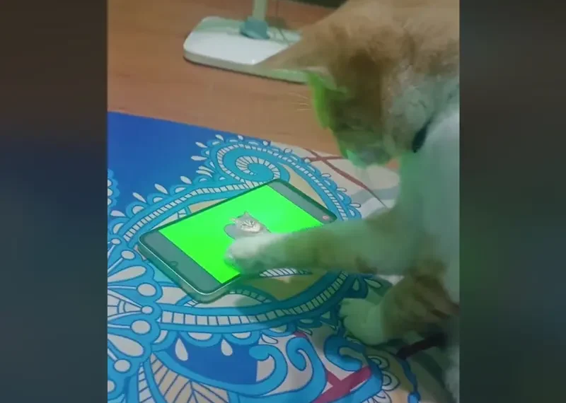 ‘Cat brainrot’: Video enloquece a gatos y se viraliza en TikTok