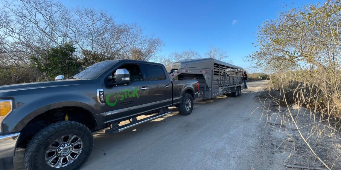Con armas largas, despojan a Ostok de vehículo para salvar animales silvestres