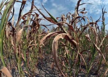 Alrededor de 147 hectáreas de cultivos fueron dañadas por heladas en Sinaloa