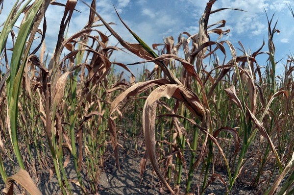 Alrededor de 147 hectáreas de cultivos fueron dañadas por heladas en Sinaloa