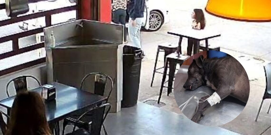 Perrita es atropellada en Viñedos, conductor se da a la fuga – NR | NOTICIAS