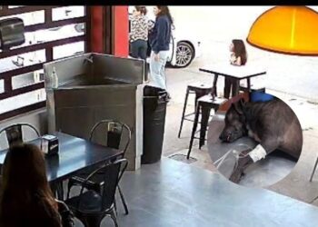 Perrita es atropellada en Viñedos, conductor se da a la fuga – NR | NOTICIAS