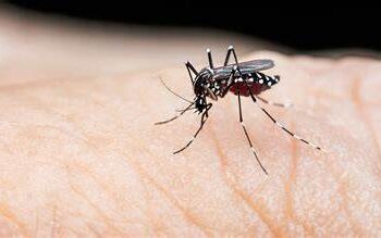 Ya son 93 casos de dengue confirmados en Sinaloa