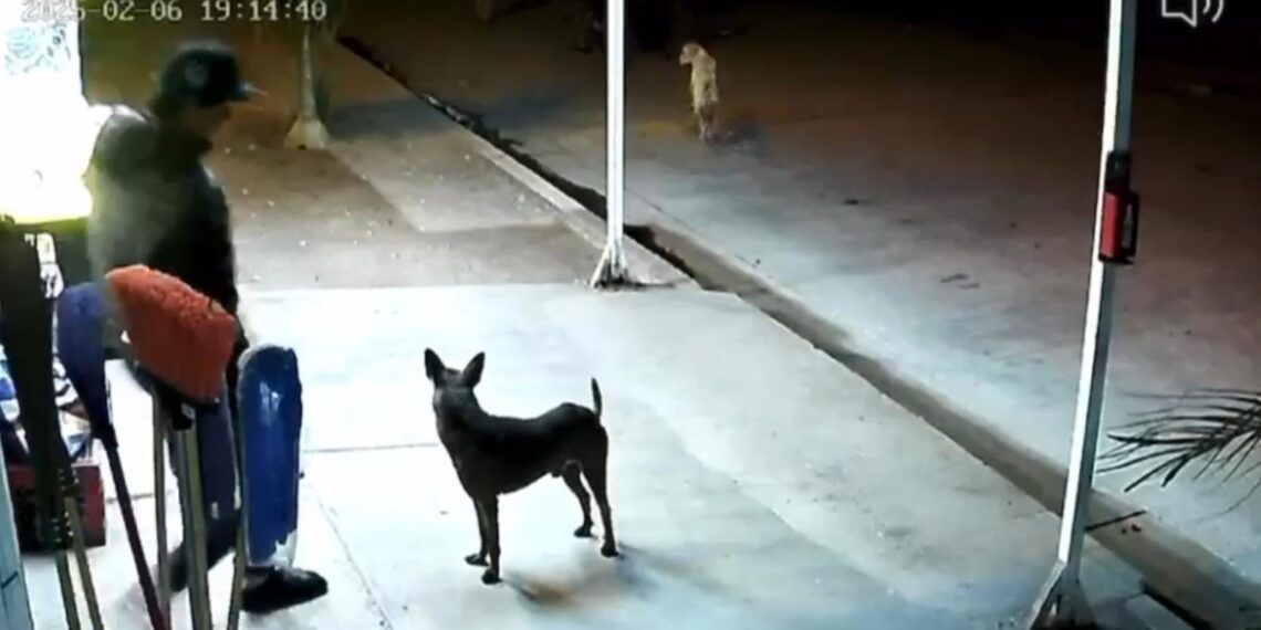 ¡Continúa el maltrato animal en Ahome! Patean a perro en el Ejido Primero de Mayo – NR | NOTICIAS
