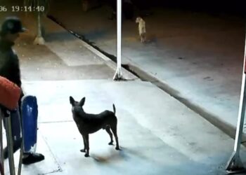 ¡Continúa el maltrato animal en Ahome! Patean a perro en el Ejido Primero de Mayo – NR | NOTICIAS