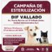 Campaña Gratuita de Esterilización para Perros y Gatos en DIF Vallado
