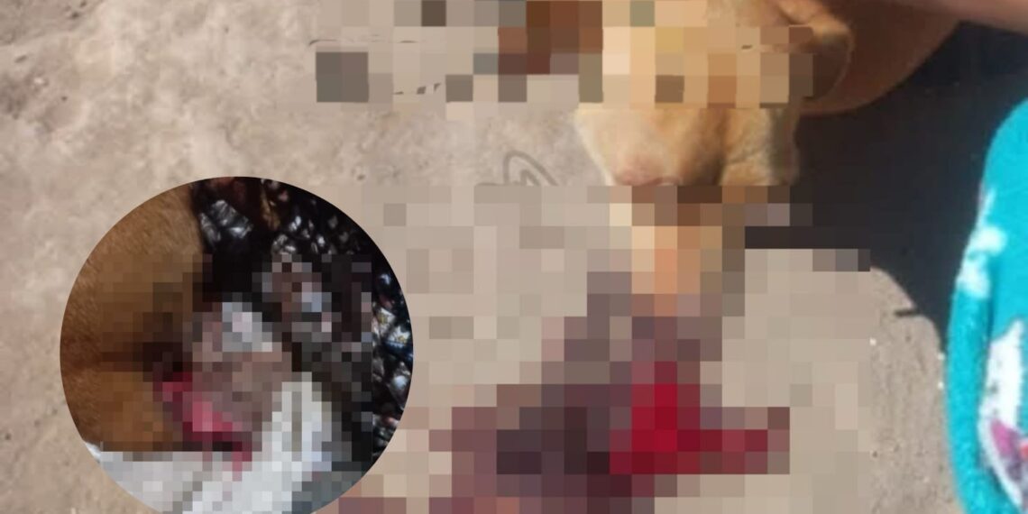 ¡Lamentable! Perrita pierde su pata, tras ser macheteada en Ejido Macapule – NR | NOTICIAS
