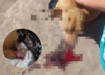 ¡Lamentable! Perrita pierde su pata, tras ser macheteada en Ejido Macapule – NR | NOTICIAS