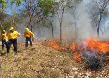 ¡A tomar precauciones! Los incendios forestales podrían estar presentes en Sinaloa ante la escasez de lluvia y la baja humedad en el ambiente