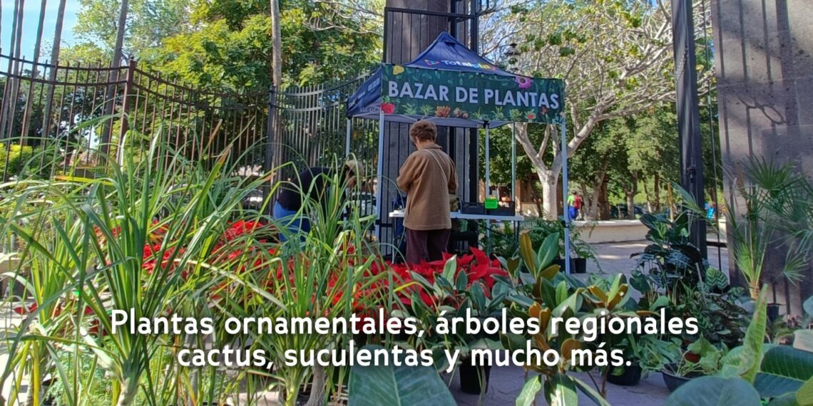Inicia el Bazar Botánico de Primavera en el Parque Sinaloa, Los Mochis