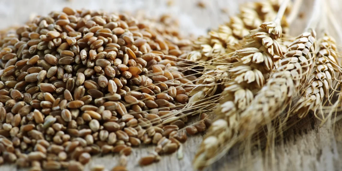 Más del 72% de los productores de trigo en Sinaloa han recibido pago por su cosecha