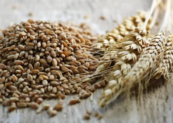 Más del 72% de los productores de trigo en Sinaloa han recibido pago por su cosecha