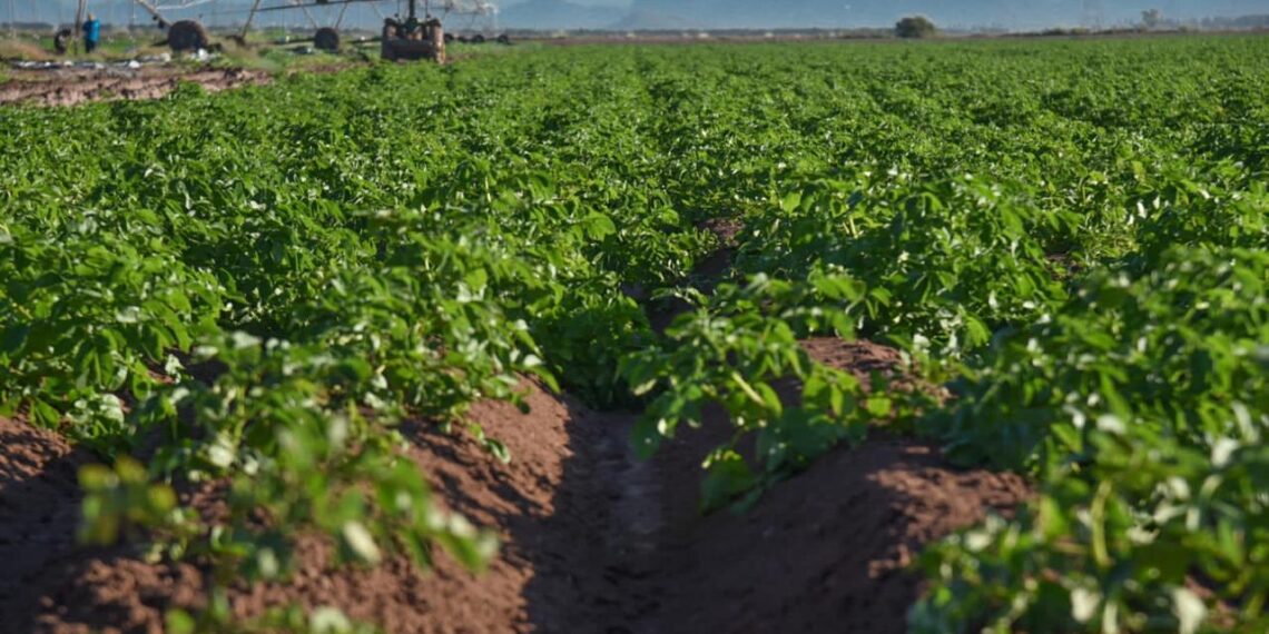En Sinaloa se producen más de 15 mil hectáreas de papa por año: Gildardo Gonzales Saldivar – NR | NOTICIAS