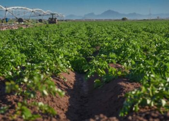 En Sinaloa se producen más de 15 mil hectáreas de papa por año: Gildardo Gonzales Saldivar – NR | NOTICIAS 