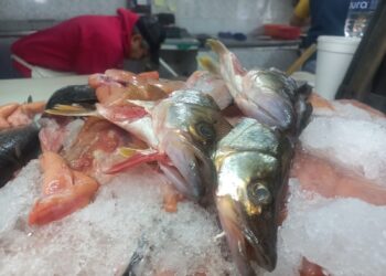 Marisqueros tienen un repunte de ventas de hasta un 60 %  por la cuaresma – NR | NOTICIAS 