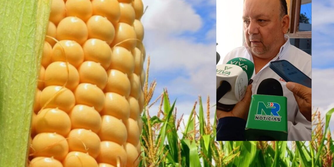 Más de 1000 productores de maíz sin apoyo en comercialización: Miguel Ángel López Miranda – NR | NOTICIAS
