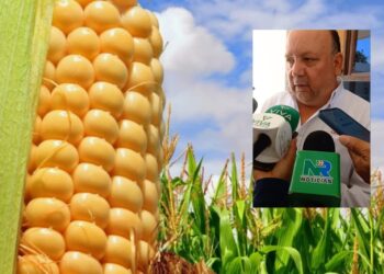 Más de 1000 productores de maíz sin apoyo en comercialización: Miguel Ángel López Miranda – NR | NOTICIAS