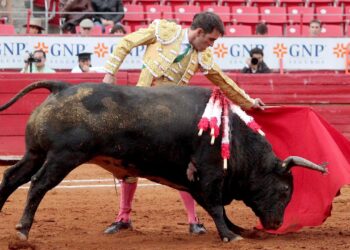 Es tiempo de revisar corridas de toros, Constitución prohíbe maltratar a animales: Sheinbaim