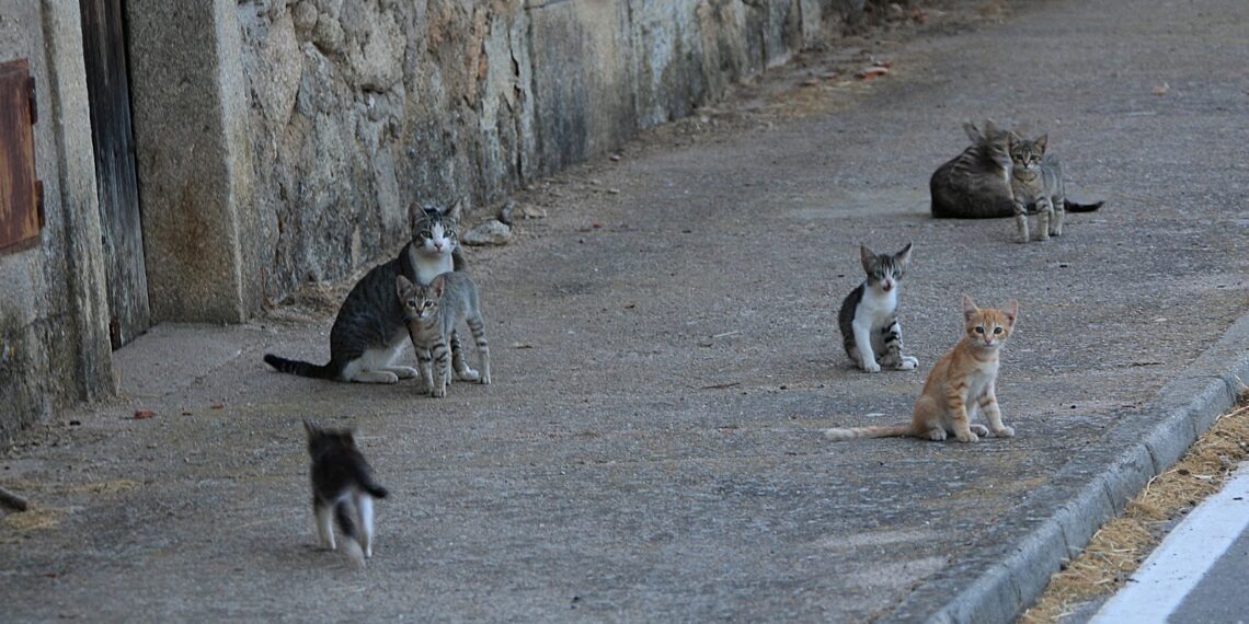 “El callejón del abandono” donde gatos son dejados en condición de calle – NR | NOTICIAS