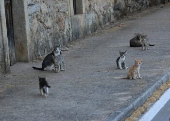 “El callejón del abandono” donde gatos son dejados en  condición de calle – NR | NOTICIAS