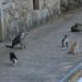 “El callejón del abandono” donde gatos son dejados en condición de calle – NR | NOTICIAS
