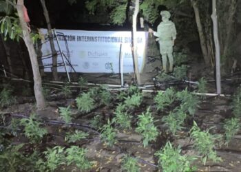 Localizan plantío de marihuana en Elota, Sinaloa