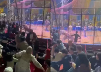 Función de pesadilla; tigre deja salir a la bestia reprimida ataca a su domador en circo de Egipto