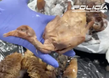 Fraude a la alta cocina: un restaurante ofrecía pato laqueado y servía palomas