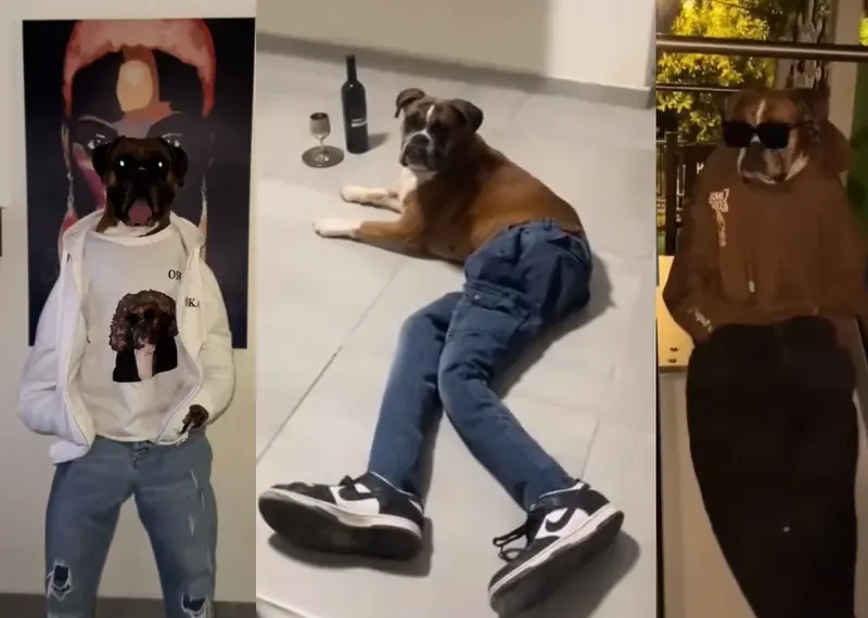 Perro se convierte en estrella de TikTok al ponerse ropa humana y sorprender con su actuación