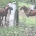 Video: Niño sorprende por habilidad de montar a caballo; se viraliza en TikTok